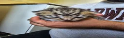 British Shorthair cats for sale: ✨️✨️Tabby British Shorthair kitten✨️✨️ - Advert 20