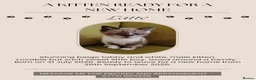 Mixed Breed cats for sale: A KITTEN READY FOR NEW FAMILY HOME.  in Swindon - Advert 2