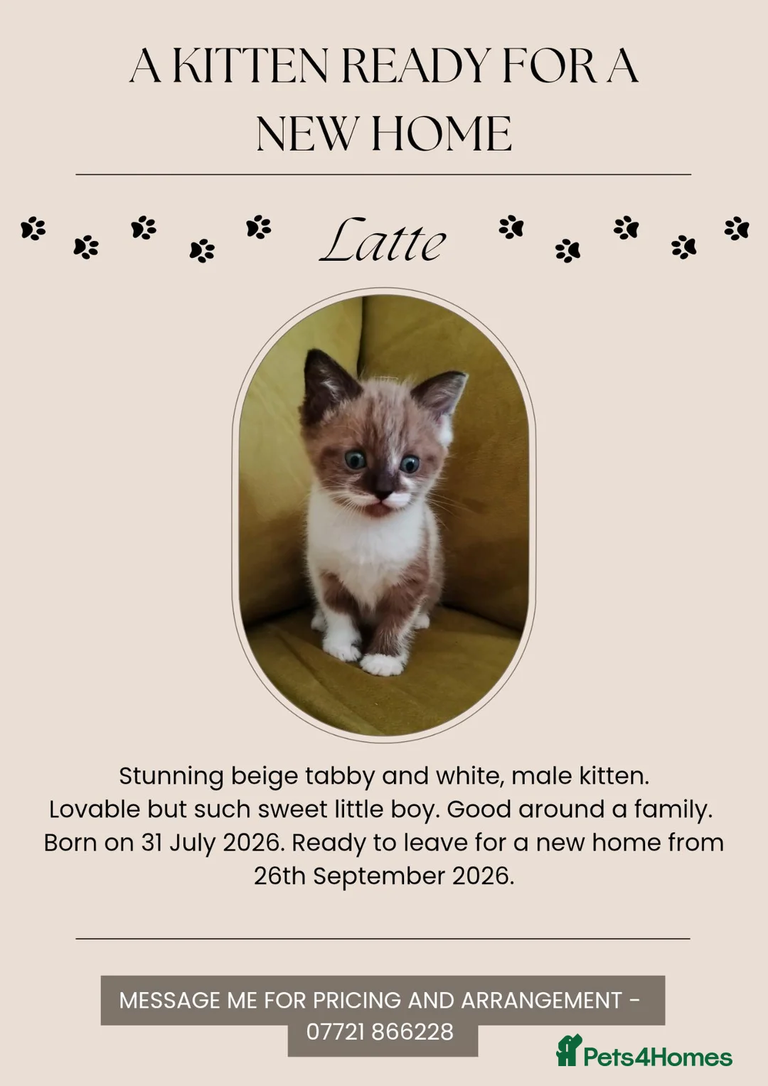 Mixed Breed cats for sale: A KITTEN READY FOR NEW FAMILY HOME.  in Swindon - Advert 2