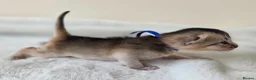 Abyssinian cats for sale: ⚜️Beautiful Abyssinian Kittens🏆 - Advert 7