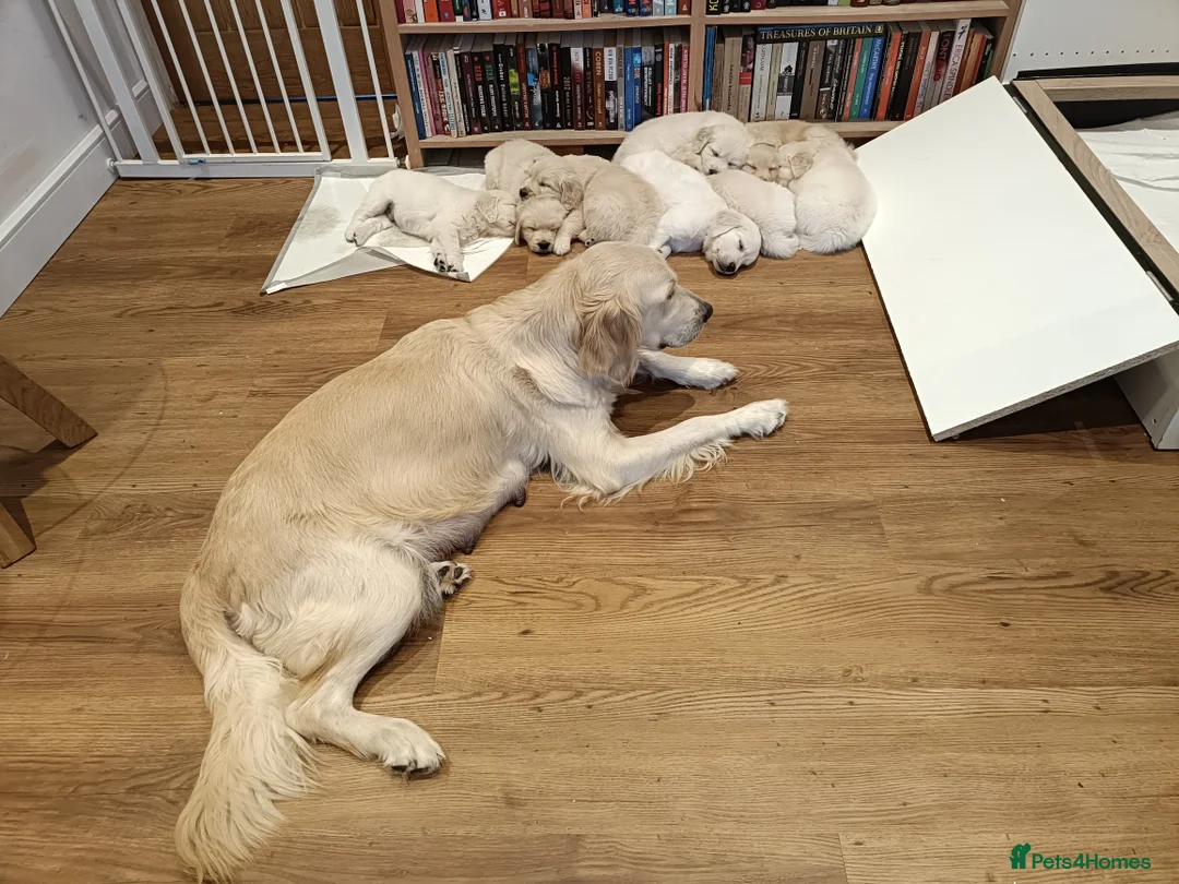 Golden Retriever dogs for sale: Beautiful Golden Retriever Puppies - Advert 9