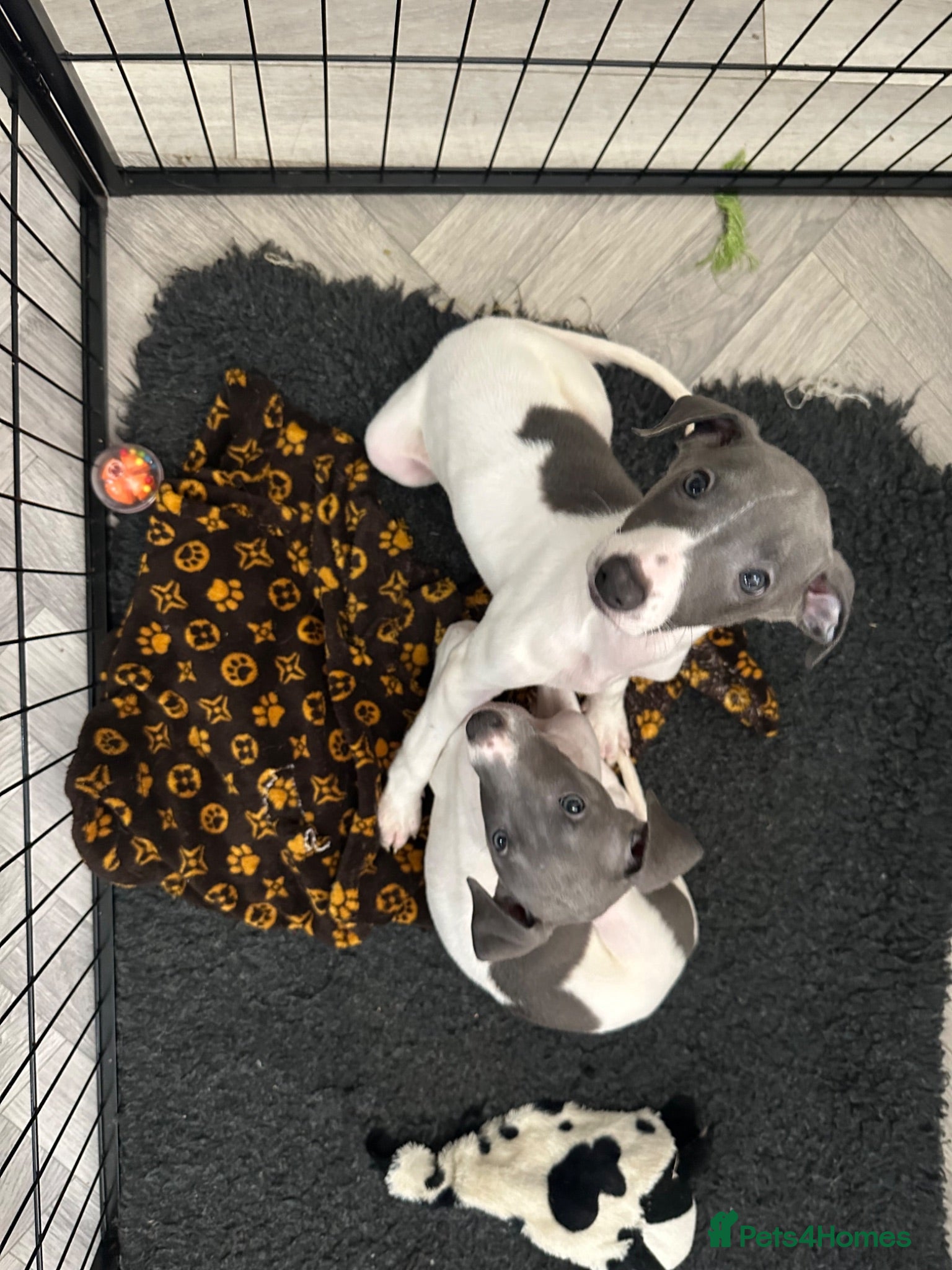 Mixed Breed dogs READY NOW!3 boys!Italian greyhound x whippet pups! - Advert 2