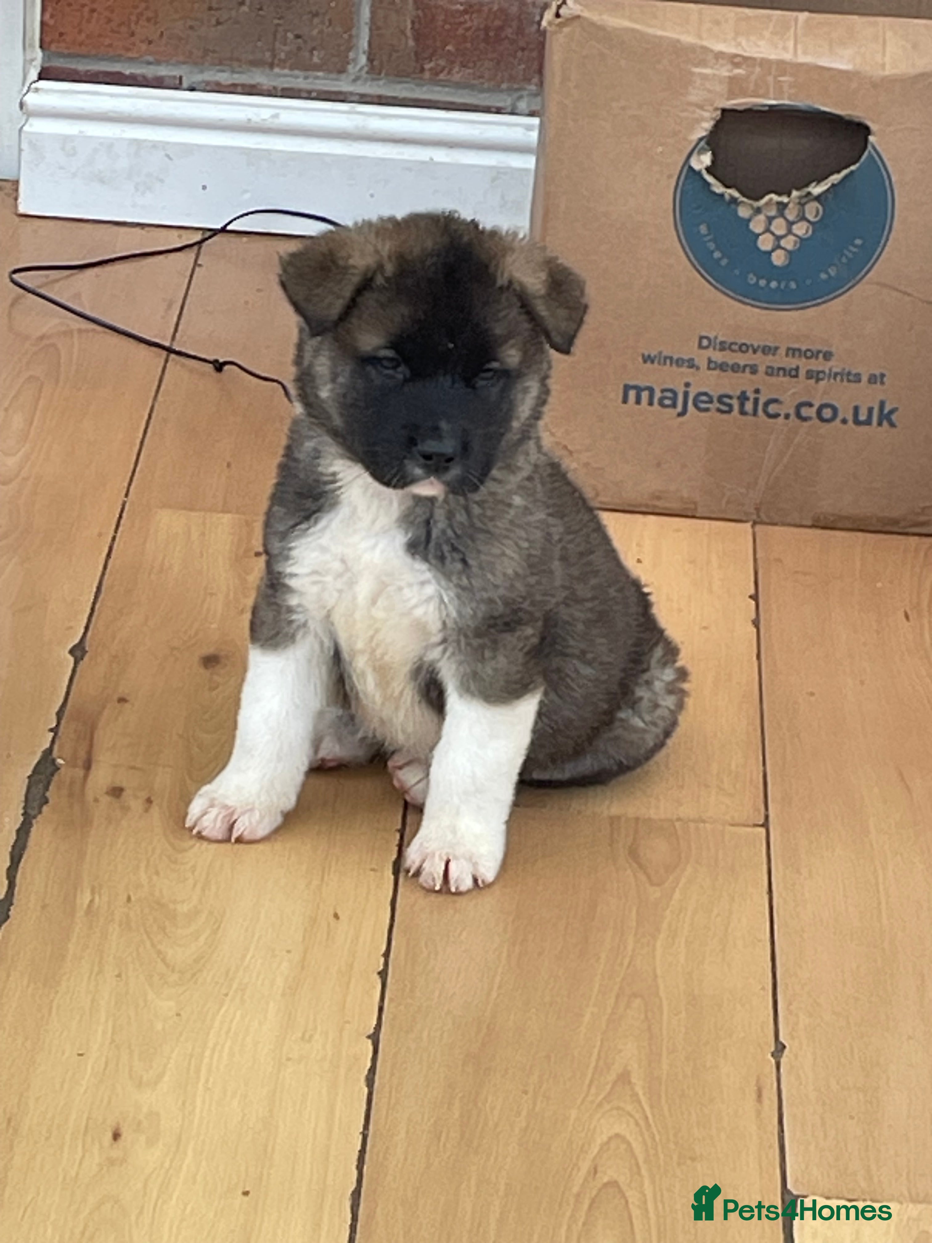 Akita dogs AMERICAN AKITA PUPPIES FOR SALE - Advert 5