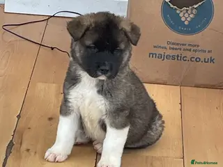 Akita dogs AMERICAN AKITA PUPPIES FOR SALE - Advert 5