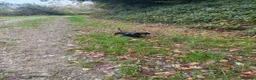 Miniature Dachshund dogs for sale: Miniature Dachshund for sale   - Advert 3