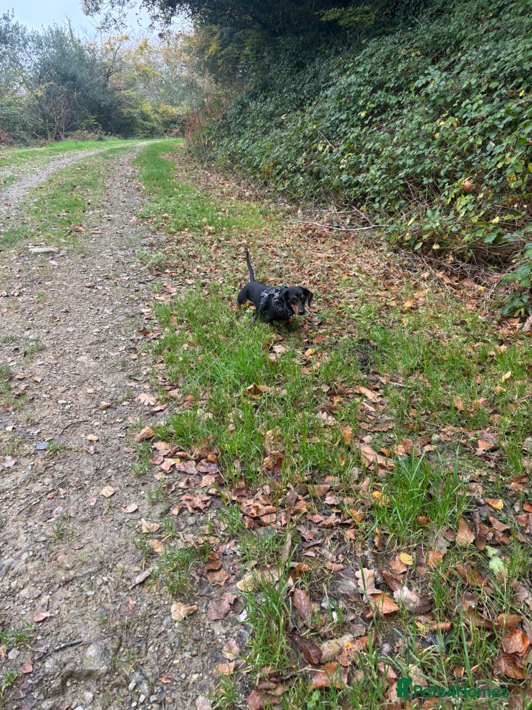 Miniature Dachshund dogs for sale: Miniature Dachshund for sale   - Advert 3