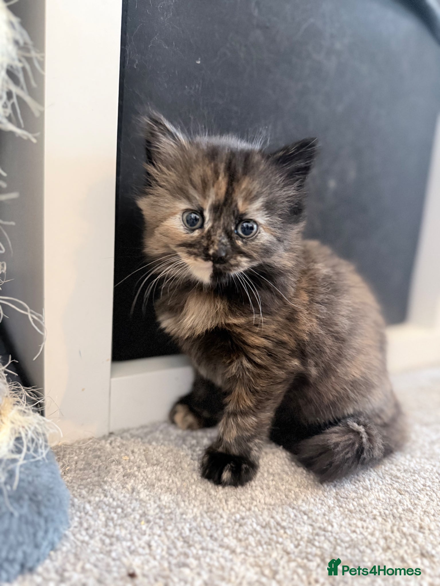 Maine Coon cats 1 beautiful girl still looking for forever home💞 - Advert 5