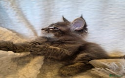 Maine Coon cats for sale: 4 x large bundles of fun - Image 9