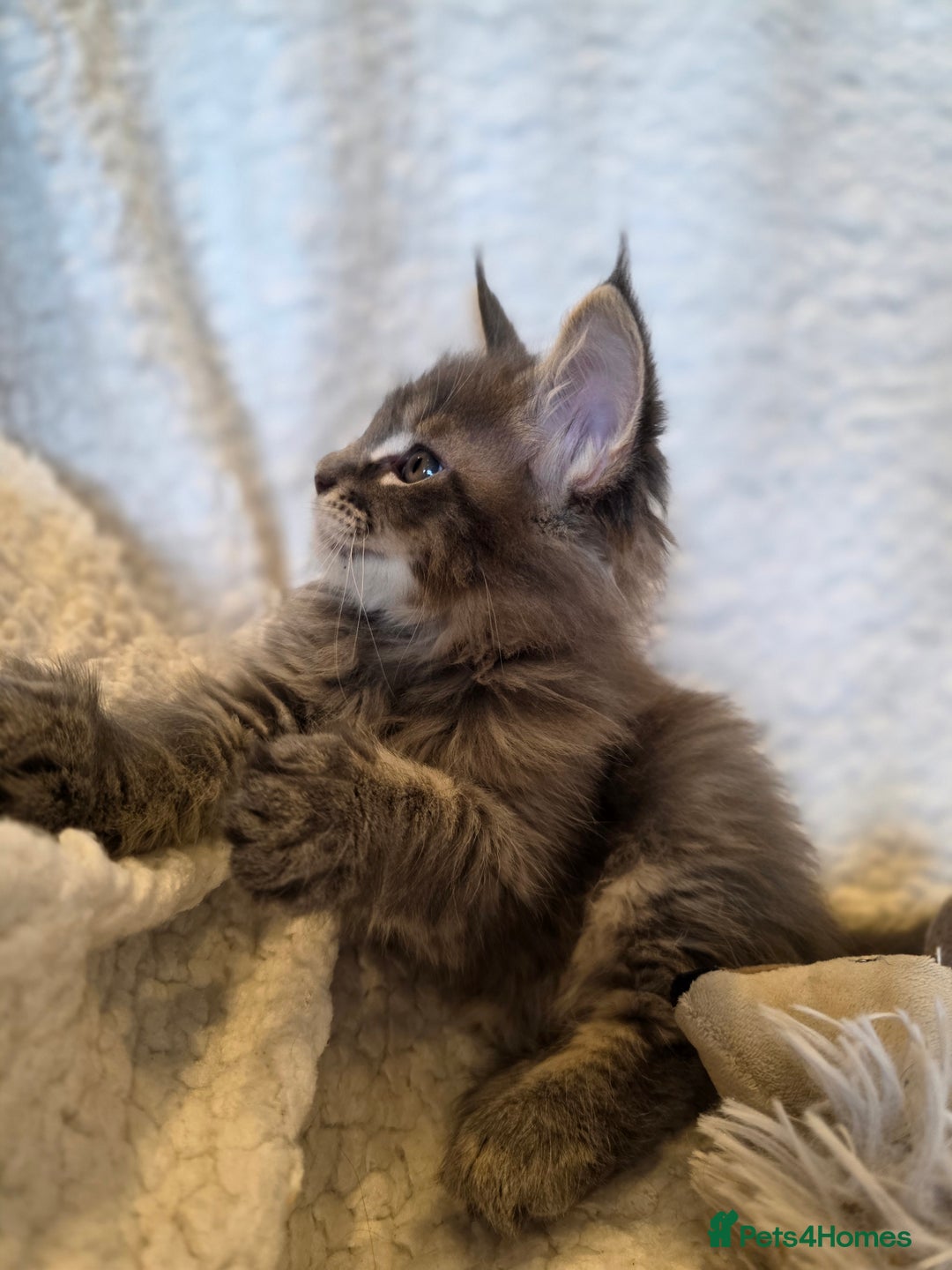 Maine Coon cats for sale: 4 x large bundles of fun - Image 9
