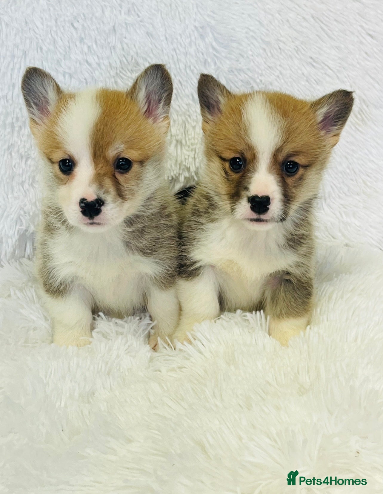 Welsh Corgi Pembroke dogs 🦊 Beautiful Corgi Puppies 🦊 - Advert 10