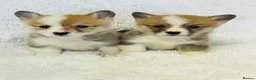 Welsh Corgi Pembroke dogs for sale: 🦊 Beautiful Corgi Puppies 🦊 - Advert 1