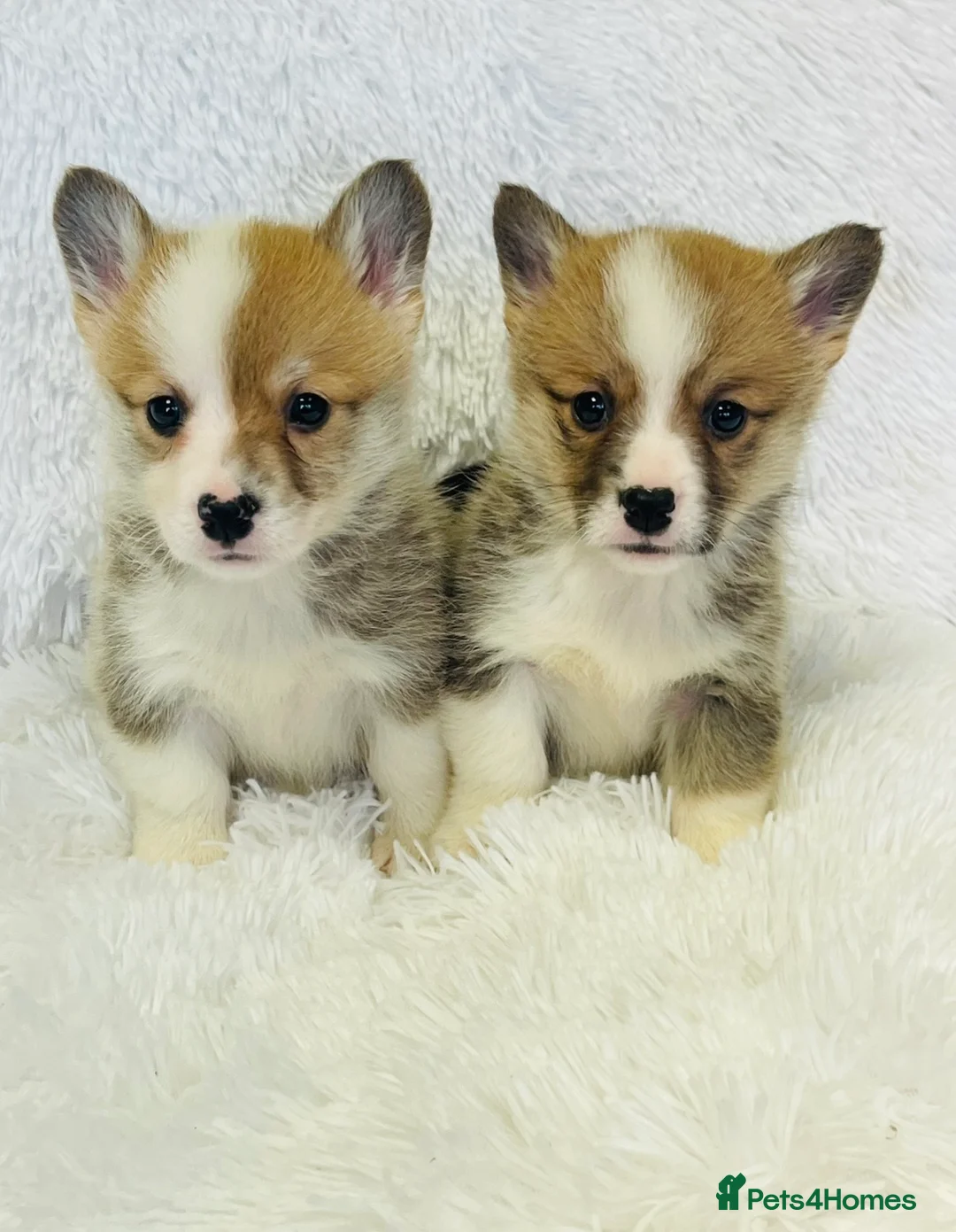 Welsh Corgi Pembroke dogs for sale: 🦊 Beautiful Corgi Puppies 🦊 - Advert 1