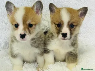 Welsh Corgi Pembroke dogs 🦊 Beautiful Corgi Puppies 🦊 - Advert 10