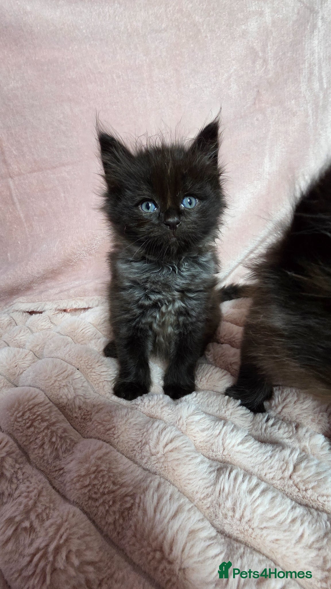 Mixed Breed cats for sale: Ragdoll cross kittens  - Advert 7
