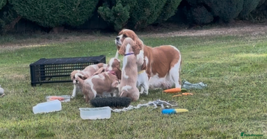Cavalier King Charles Spaniel dogs - Advert 8