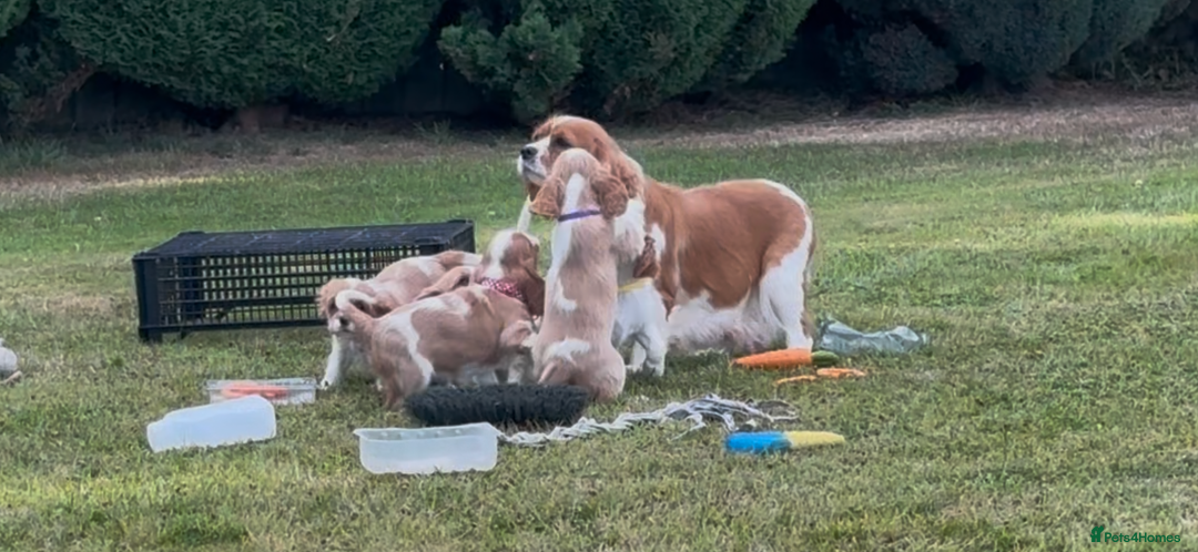 Cavalier King Charles Spaniel dogs for sale: Cavalier King Charles Spaniel  - Image 16