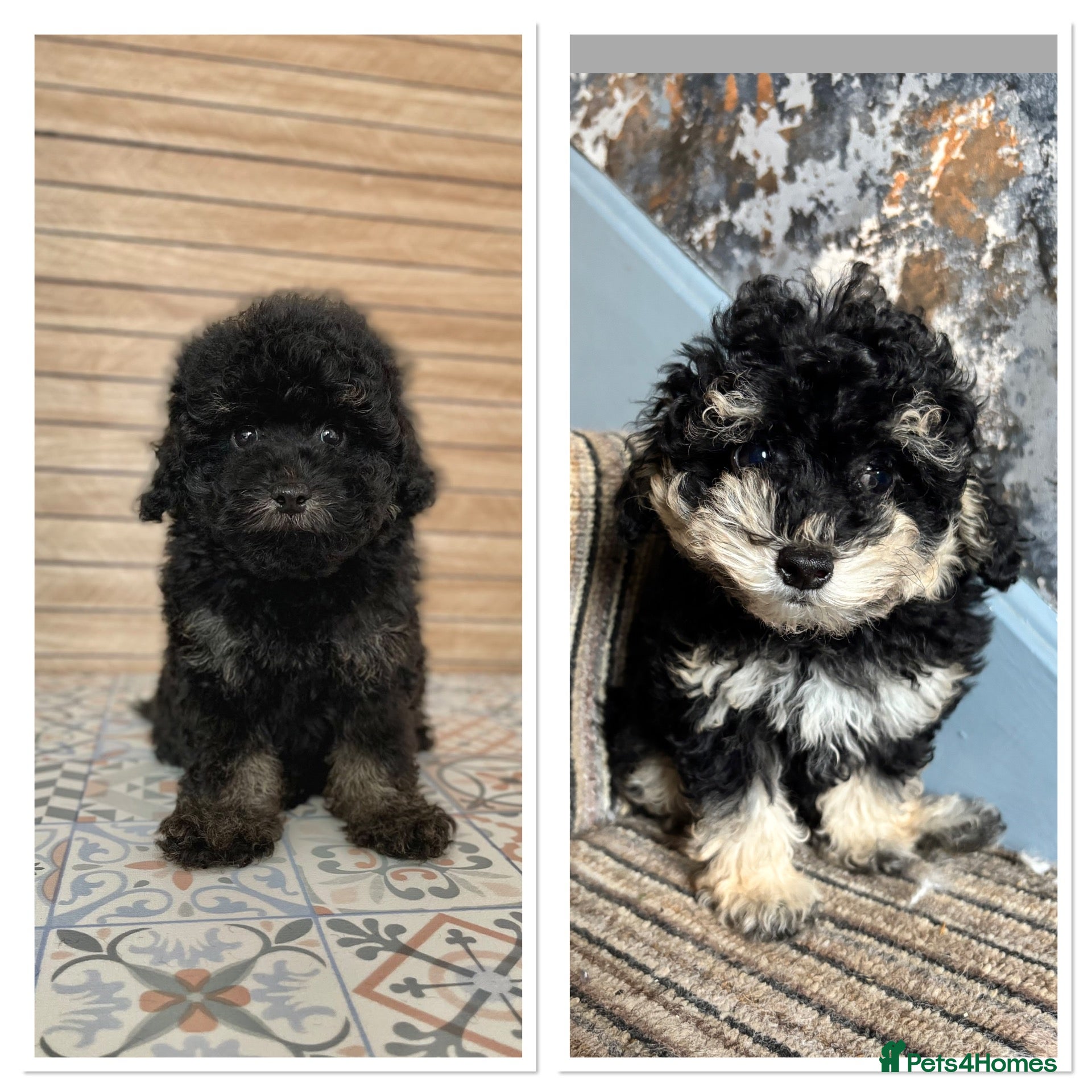 Cavapoo dogs Breeze and Lyra need their new home  - Advert 17