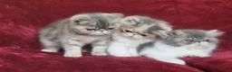 Persian cats for sale: Persian/exotic kittens - Advert 1