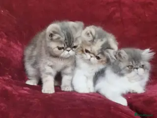 Persian cats Persian/exotic kittens - Advert 2