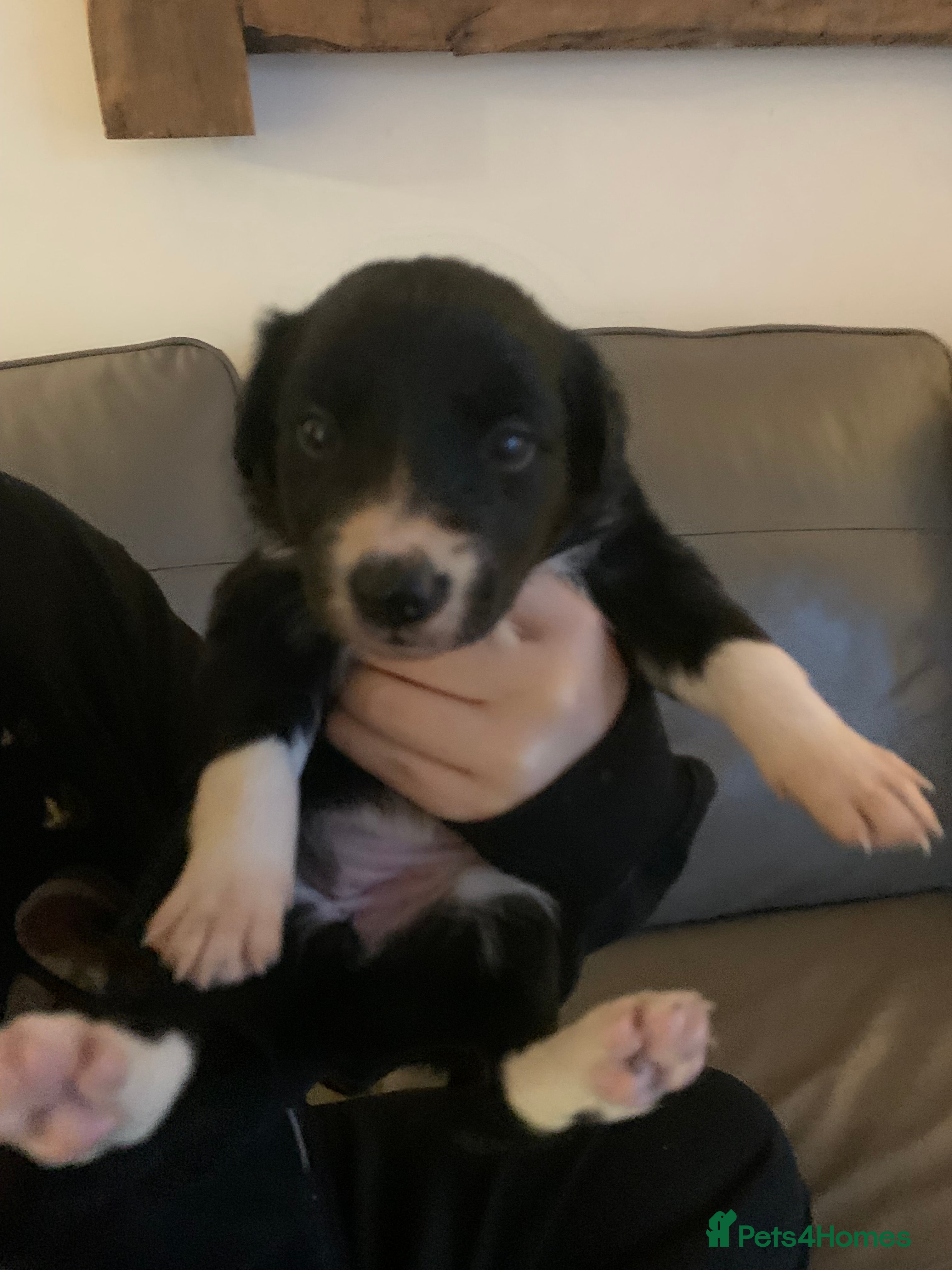 Border Collie dogs Pure Border Collie pups  - Advert 15