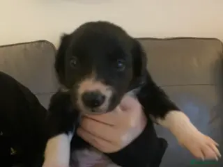 Border Collie dogs Pure Border Collie pups - Advert 15