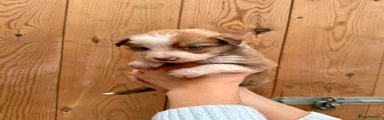  Puppy 4