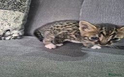 Savannah cats for sale: Savannah kittens ready to leave 24th October  - Image 27