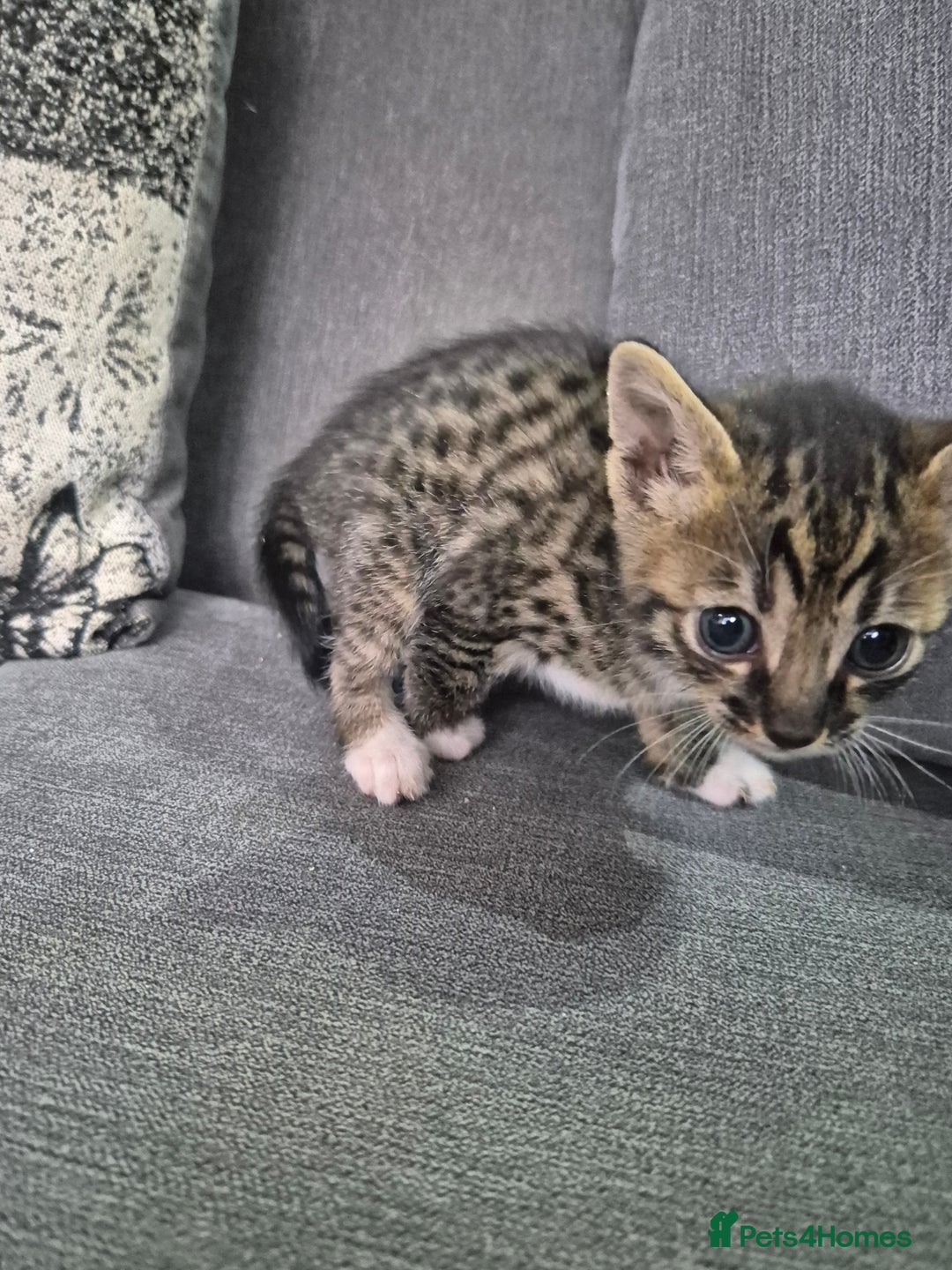 Savannah cats for sale: Savannah kittens ready to leave 24th October  - Image 27