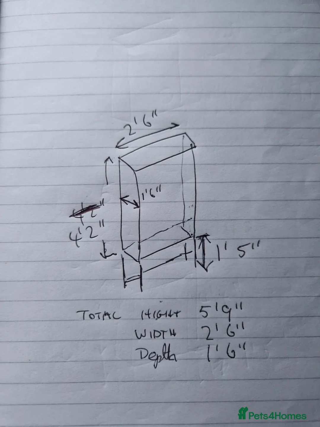Conures birds for sale: Skittles 2 year old  - Advert 3
