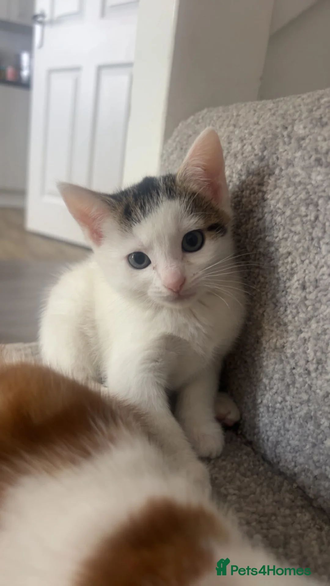 Mixed Breed cats for sale: 🐾 Beautiful Kittens Looking for Loving Homes in Basingstoke - Advert 2