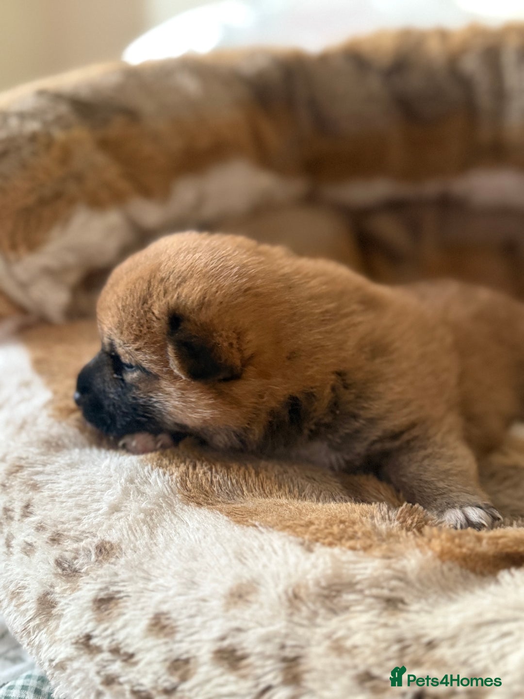Japanese Shiba Inu dogs for sale: 🧡🦊 Beautiful K.C Shiba Inu Puppies Ready Soon - Image 20