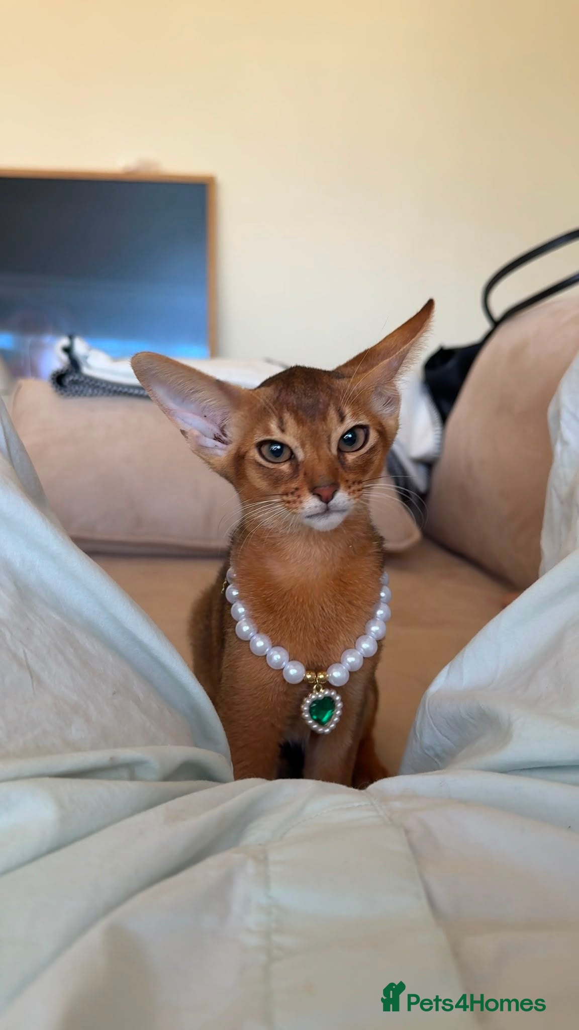 Abyssinian cats Adorable Abyssinian kittens - Advert 1