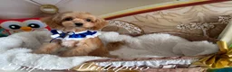 Maltipoo dogs for sale: Tiny teddy Maltipoo- from Asian teddy poodle dad - Advert 8
