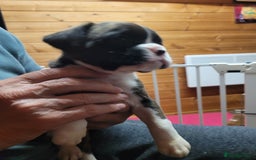 Boxer dogs for sale: KC Registered Boxer Puppies - Image 10