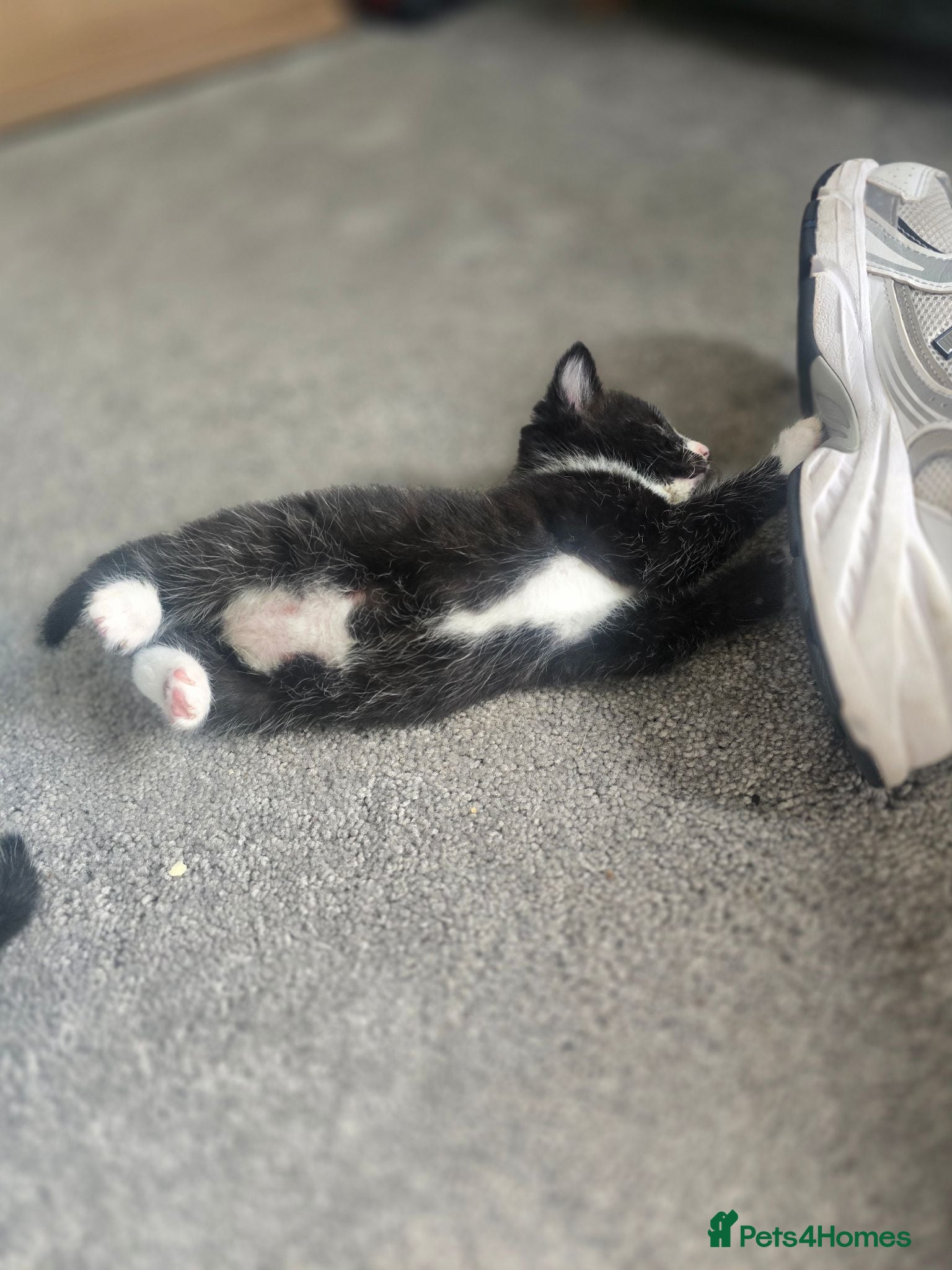 Mixed Breed cats 3 Beautiful Kittens Available  - Advert 1