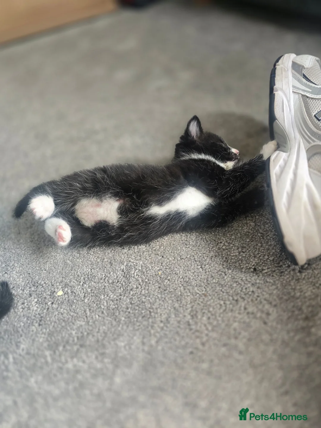 Mixed Breed cats for sale: 3 Beautiful Kittens Available  - Advert 1