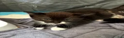 Mixed Breed cats for sale: Little kittens  - Advert 4