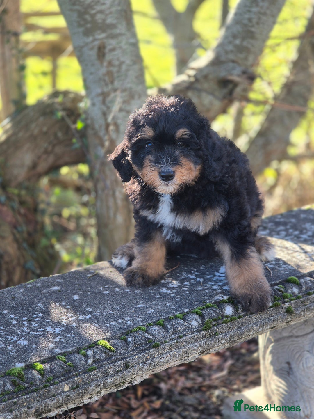 Bernedoodle dogs for sale: F1 Bernedoodle - Advert 1