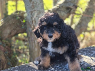 Bernedoodle dogs F1 Bernedoodle - Advert 1