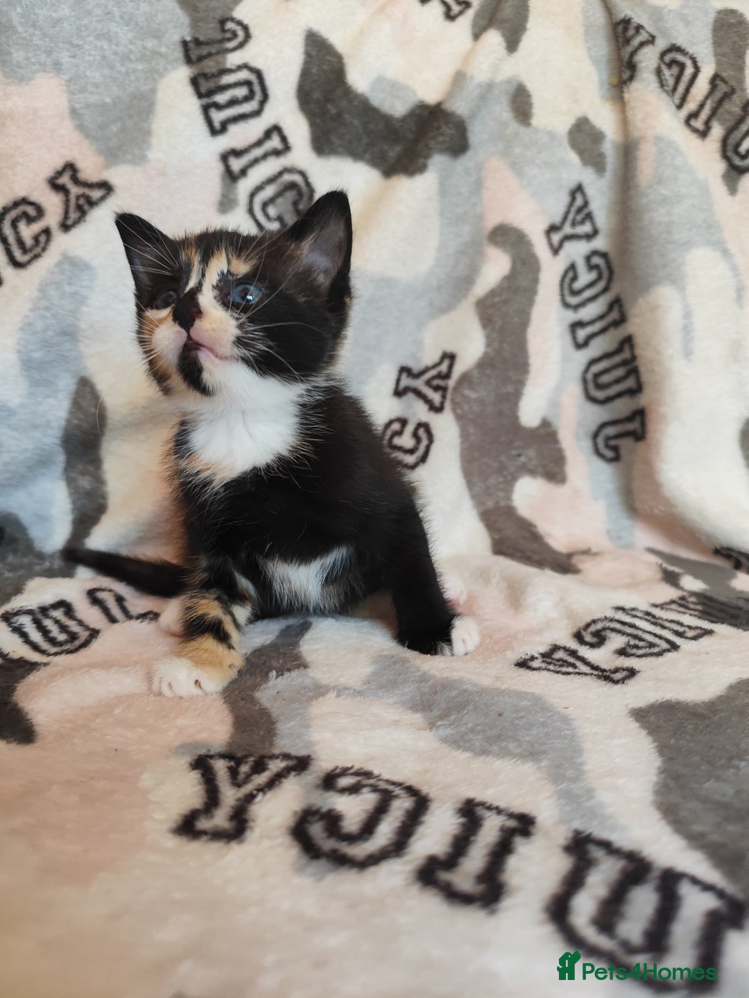 Domestic Shorthair cats for sale: Adorable kittens for sale - Image 5