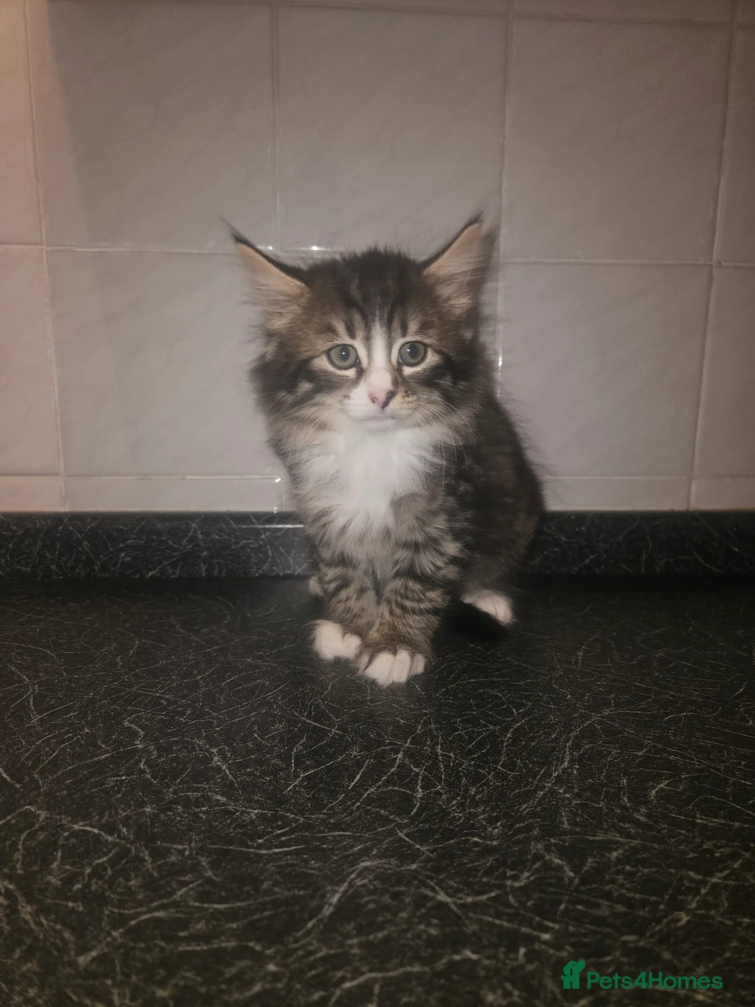 Mixed Breed cats for sale: 8 Week Old Kittens - Mixed Breed - Advert 8