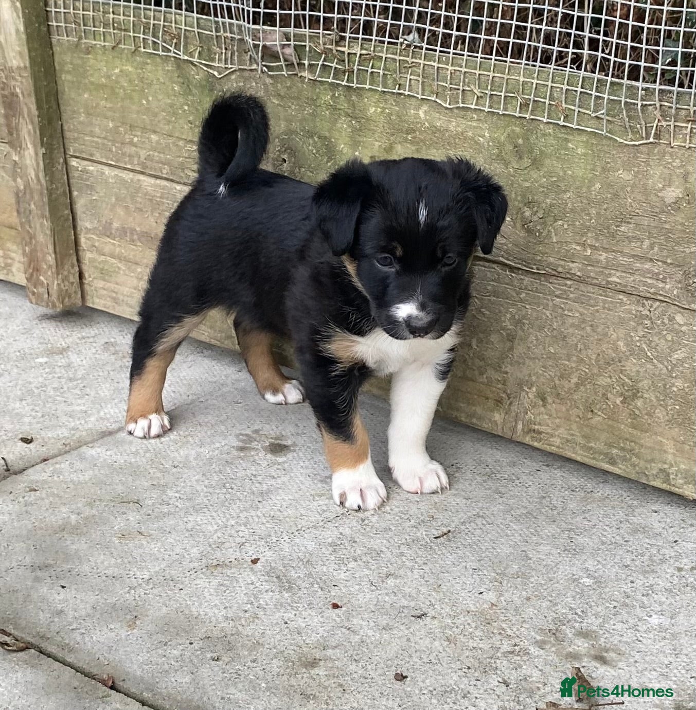 Border Collie dogs Striking Welsh Red & White Border Collies - Advert 2