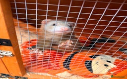Ferret rodents for sale: Micro ferret with full set up - Image 3