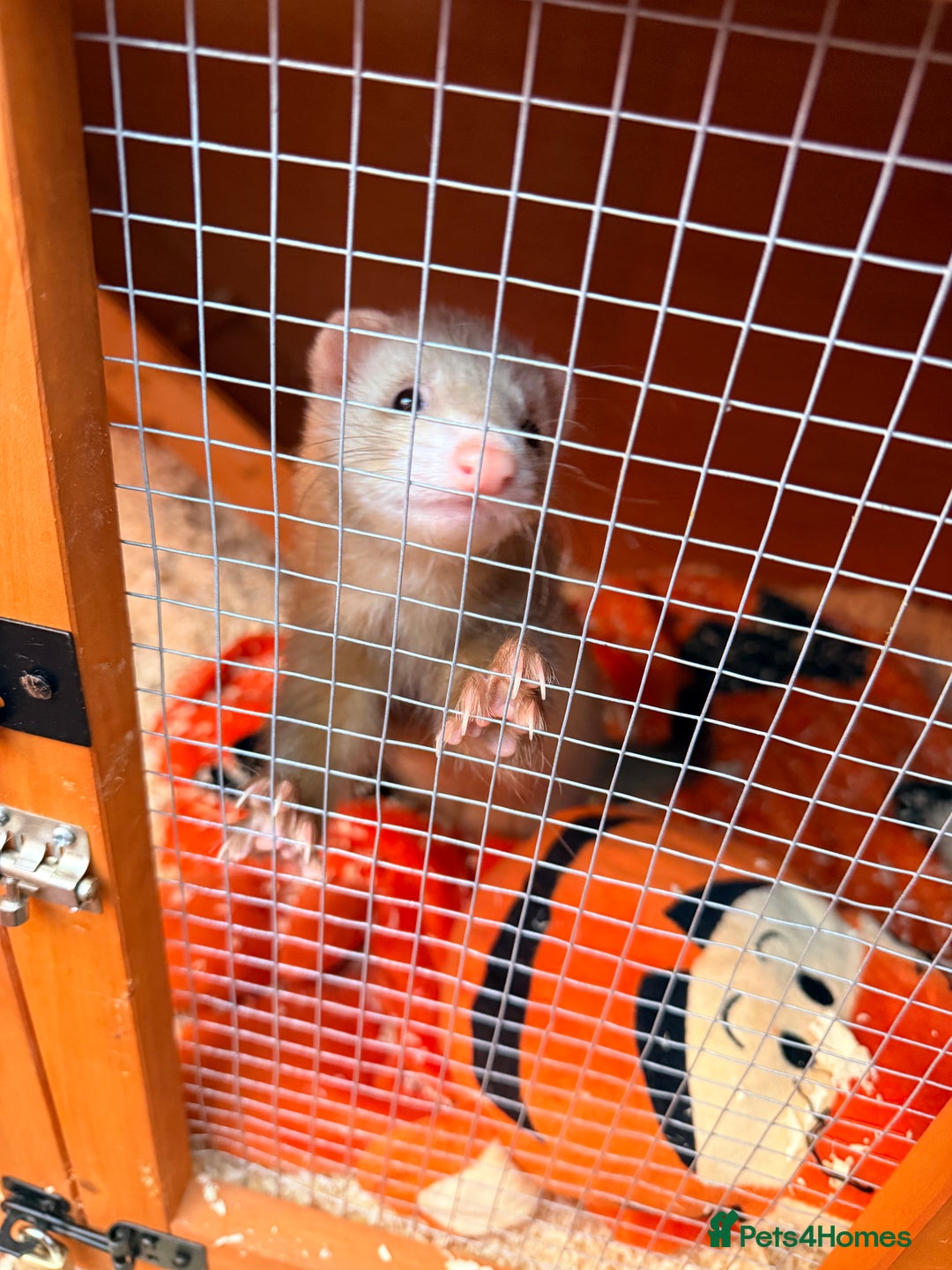 Ferret rodents for sale: Micro ferret with full set up - Image 3