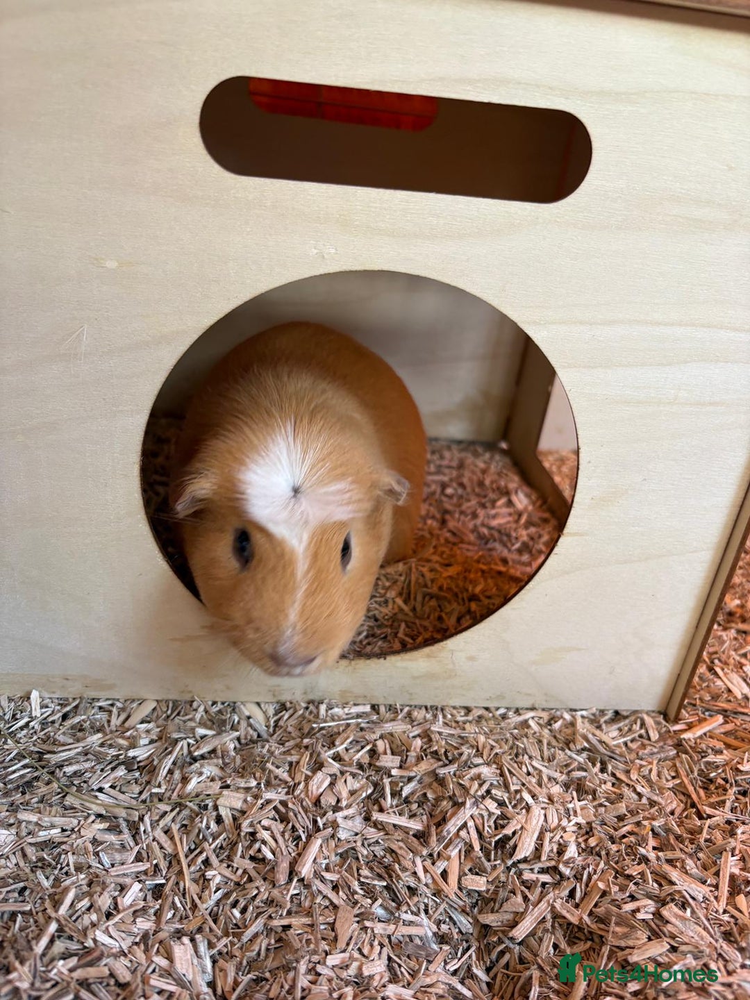 Guinea Pig rodents for sale: 2 male guinea pigs with cage - Advert 8