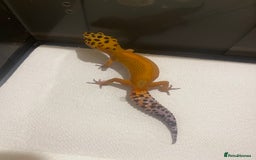 Leopard Gecko reptiles for sale: Female Leopard Gecko  - Image 3