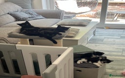 Domestic Shorthair cats for sale: Cute kittens looking for loving homes - Image 1