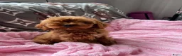 Cavapoo dogs for sale: Cavapoo - Advert 16