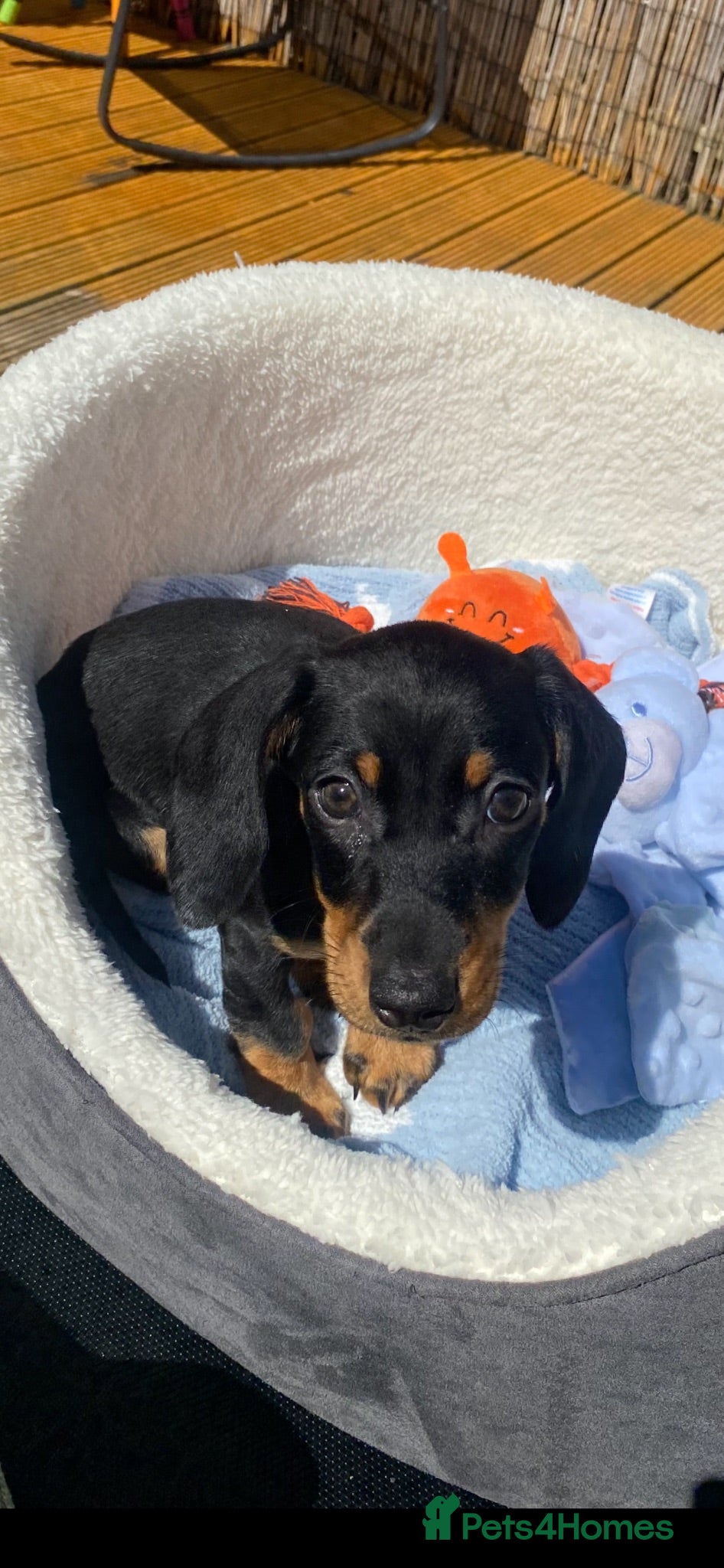Dachshund dogs Bruno  - Advert 17