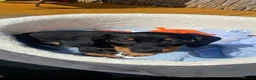 Dachshund dogs for sale: Bruno  in Blackpool - Advert 1